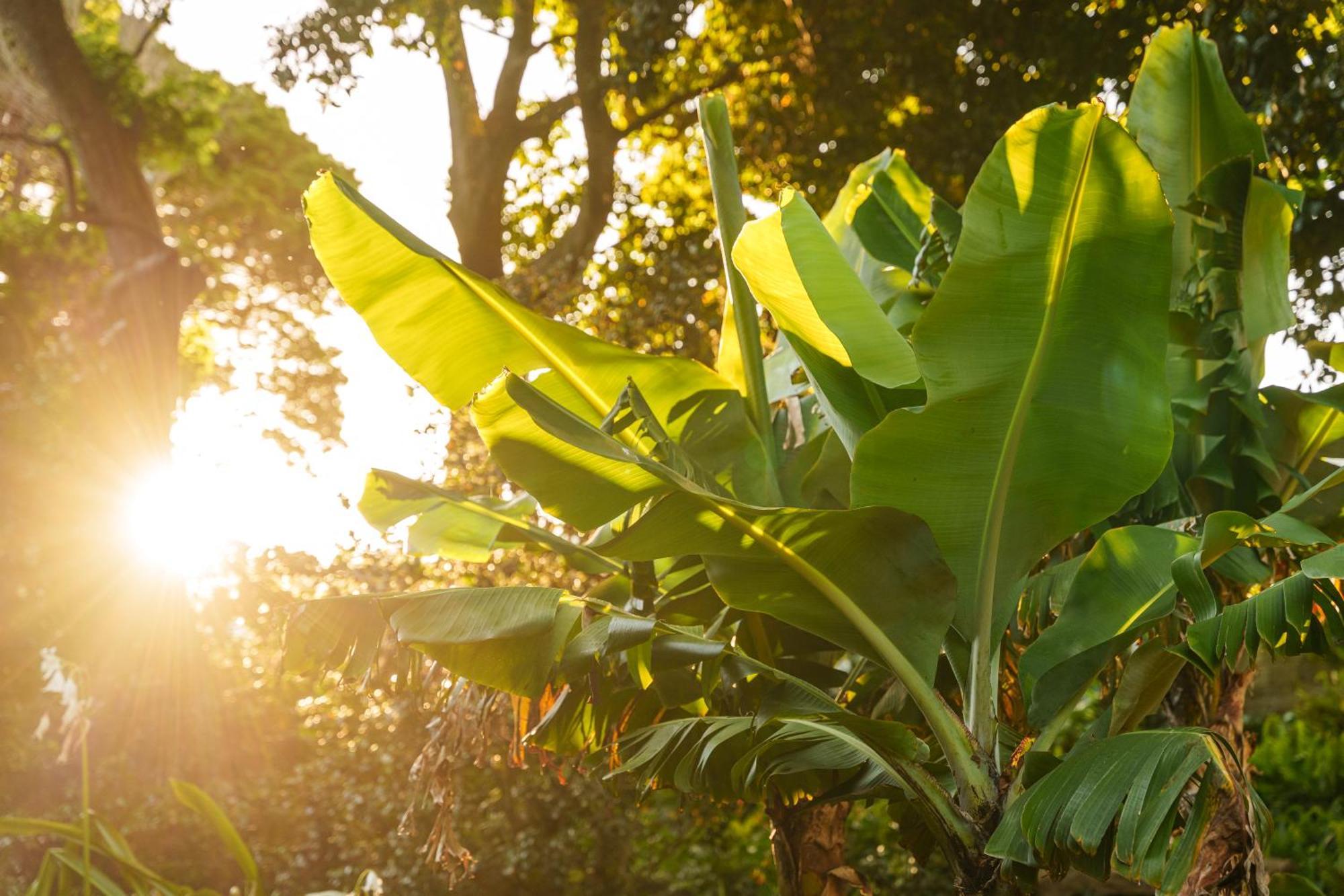 Solar Dos Cantos Botanic House & Garden Понта Делгада Екстериор снимка